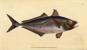 Atlantic Horse Mackerel, Trachurus trachurus (Scad, Scomber trachurus). Handcoloured Copperplate Drawn and Engraved by Edward Donovan from His Natural History of British Fishes, Donovan and F.C. and J. Rivington, London by Edward Donovan