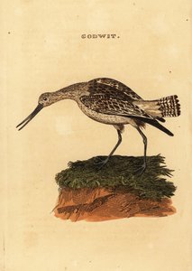 Bar-tailed Godwit