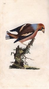 Big Beak Breaks Core. Copper engraving by Edward Donovan, published in Histoire naturelle des oiseaux britanniques, London by Edward Donovan