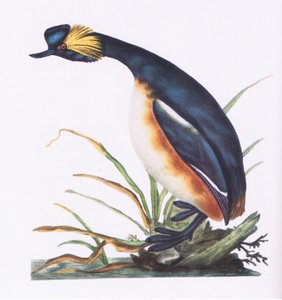Black Necked Grebe, Nature in Britain