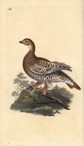 Black grouse or blackgame, Tetrao tetrix