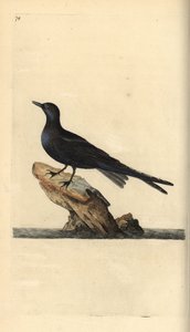 Black tern, Chlidonias niger. Handcoloured copperplate drawn and engraved by Edward Donovan from his own Natural History of British Birds, London