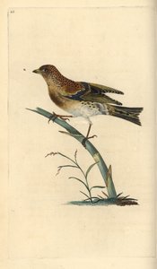 Brambling, Fringilla montifringilla. Handcoloured copperplate from Natural History of British Birds, London by Edward Donovan