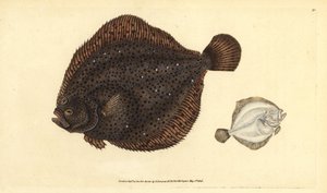 Brill or pearl, handcoloured copperplate drawn and engraved by Edward Donovan from his Natural History of British Fishes by Edward Donovan