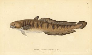 Burbot, Lota lota (Gadus lota). Handcoloured Copperplate Drawn and Engraved by Edward Donovan from His Natural History of British Fishes, Donovan and F.C. and J. Rivington, London by Edward Donovan