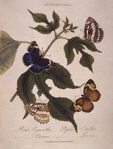 Butterflies: Papilio Erymanthis; Papilio Orythia; Papilio Polyxena; Papilio Leucothoe