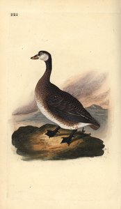 Canada Goose, Branta canadensis