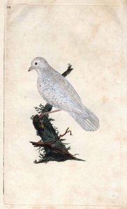 Eurasian Jay, Garrulus Glandarius. Copper Engraving by Edward Donovan, Published in 