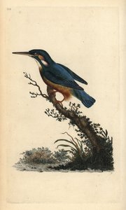Common Kingfisher