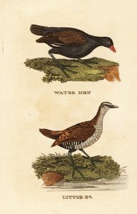 Common Moorhen and Spotted Crake