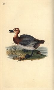 Common pochard or red-headed wigeon, Aythra ferina (female) by Edward Donovan