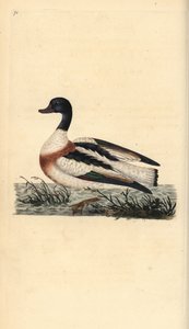 Common Shelduck by Edward Donovan