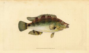 Corkwing wrasse, Symphodus melops (Goldfinny, Labrus cornubius). Handcoloured copperplate drawn and engraved by Edward Donovan from his Natural History of British Fishes, Donovan and F.C. and J. Rivington, London by Edward Donovan