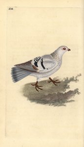 Domestic pigeon, Columba livia domestica by Edward Donovan