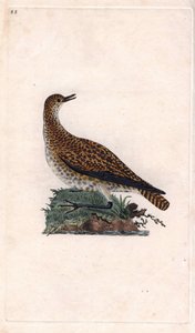 Dore plover. Pluvialis apricaria by Edward Donovan