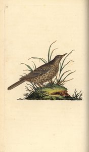 Dusky lark, Pinarocorys nigricans