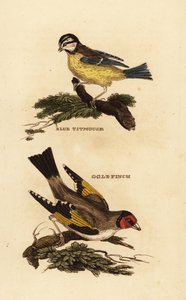 Eurasian Blue Tit and European Goldfinch by Edward Donovan
