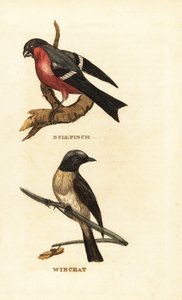 Eurasian bullfinch and whinchat by Edward Donovan