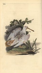 Eurasian foot-white woodcock, Scolopax rusticola by Edward Donovan