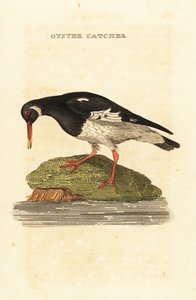 Eurasian Oystercatcher