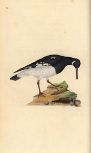 Eurasian Oystercatcher, Haematopus ostralegus by Edward Donovan