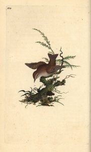 Eurasian Wren, Troglodytes troglodytes by Edward Donovan