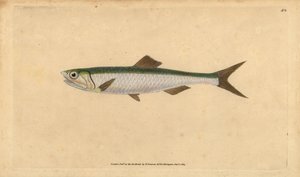 European Anchovy, Handcoloured Copperplate by Edward Donovan from 