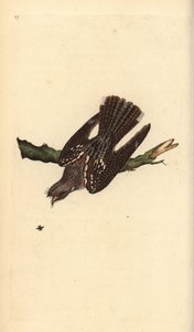 European nightjar, Caprimulgus europaeus. Handcoloured copperplate from Natural History of British Birds, London by Edward Donovan