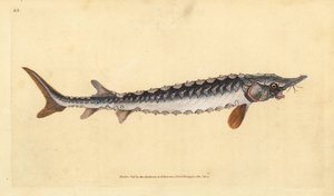 European or Common Sturgeon. Critically Endangered. Handcoloured Copperplate Drawn and Engraved by Edward Donovan from His Natural History of British Fishes by Edward Donovan