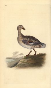 Gadwall (Female) by Edward Donovan