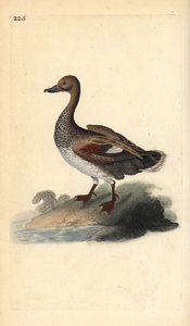 Gadwall (male), Anas strepera. Handcoloured copperplate from Natural History of British Birds, London by Edward Donovan