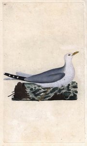 Goeland Ash by Edward Donovan