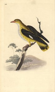 Golden Oriole (Female), Oriolus oriolus by Edward Donovan