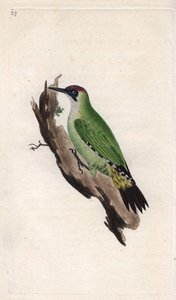 Green Woodpecker. Copper engraving by Edward Donovan from 