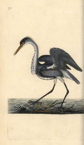 Grey heron, Ardea cinerea. Handcoloured copperplate drawn and engraved by Edward Donovan from his own Natural History of British Birds, London by Edward Donovan