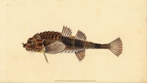 Hooknose, Agonus cataphractus (Pogge or Armed Bull-Head, Cottus cataphractus). Handcoloured Copperplate Drawn and Engraved by Edward Donovan from His Natural History of British Fishes, Donovan and F.C. and J. Rivington, London by Edward Donovan