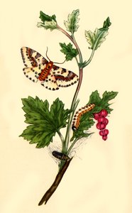 Magpie or Currant Moth: Phalaena grossulariata by Edward Donovan