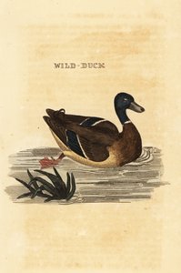 Mallard