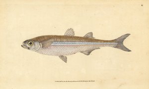 Mediterranean Sand Smelt or European Atherine, Atherina hepsetus. Handcoloured Copperplate Drawn and Engraved by Edward Donovan from His Natural History of British Fishes, Donovan and F.C. and J. Rivington, London by Edward Donovan