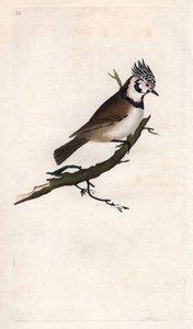 Crested Tit, Lopophanes cristatus cristatus (Parus cristatus). Copper engraving from Histoire naturelle des oiseaux britanniques, London by Edward Donovan