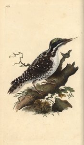 Northern three-toed woodpecker. Picoides tridactylus. Handcoloured copperplate from Natural History of British Birds, London