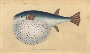 Oceanic puffer, handcoloured copperplate drawn and engraved by Edward Donovan from his Natural History of British Fishes by Edward Donovan