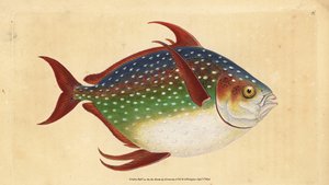 Opah or King Fish, Lampris Guttatus. Handcoloured Copperplate Drawn and Engraved by Edward Donovan from His Natural History of British Fishes by Edward Donovan