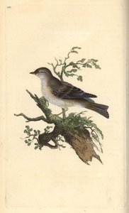 Orphean warbler, Sylvia hydrtensis, or greater pettychaps. Handcoloured copperplate from Natural History of British Birds, London by Edward Donovan