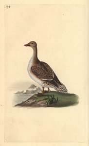 Pintail, Anas acuta, female