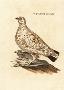 Ptarmigan Grouse or White Game by Edward Donovan