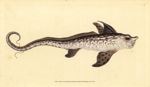 Rabbitfish or Sea Monster, Chimaera Monstrosa. Handcoloured Copperplate Drawn and Engraved by Edward Donovan from His Natural History of British Fishes by Edward Donovan