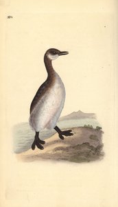 Red-necked grebe (female), Podiceps grisegena by Edward Donovan