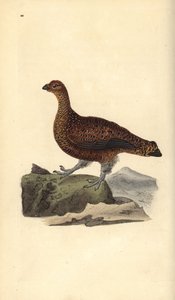 Red Grouse (Female), Lagopus scotica by Edward Donovan
