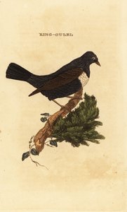 Ring ouzel
